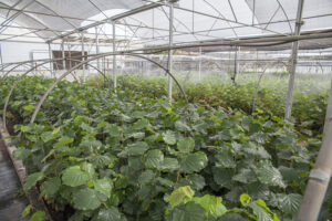 Logística y exportación frutícola