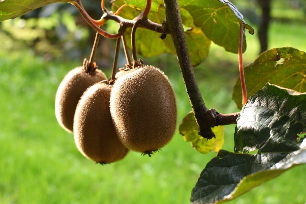 Kiwis: Apostar por la calidad y consolidar mercados